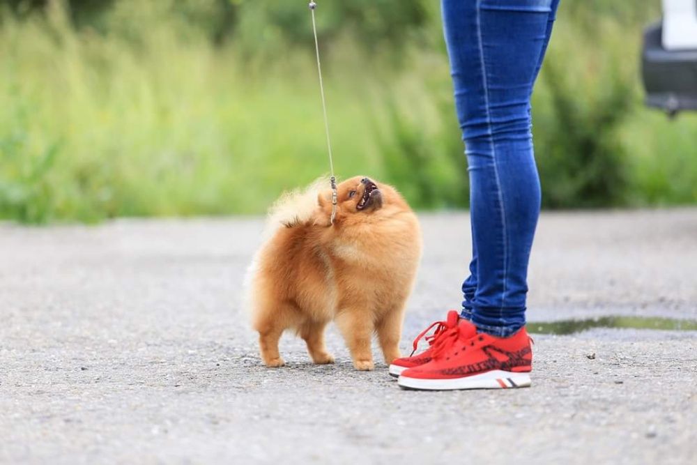 Померанский шпиц,вязка