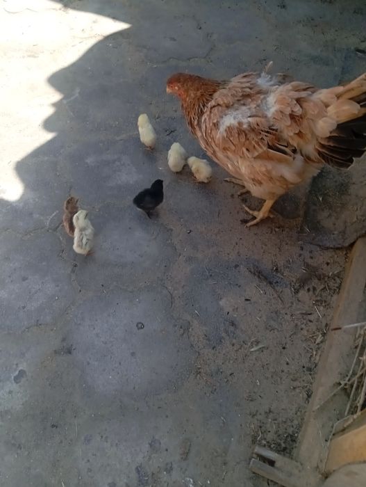 Продам курицу с цыплятами