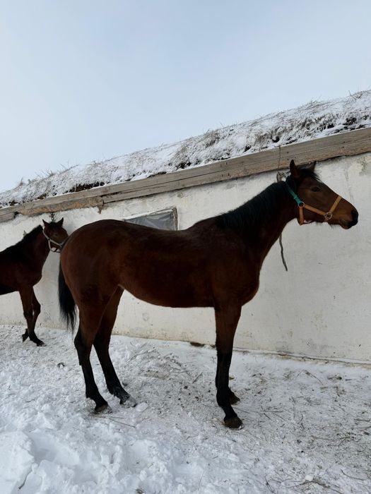Байтал сатылады!!!