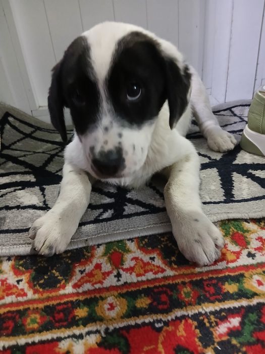 Тоза кучукча кизча яхши одамга берамиз