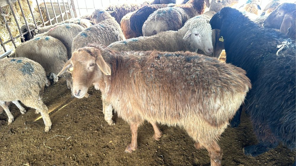 қой,тоқты,ешкі,сек,бараны