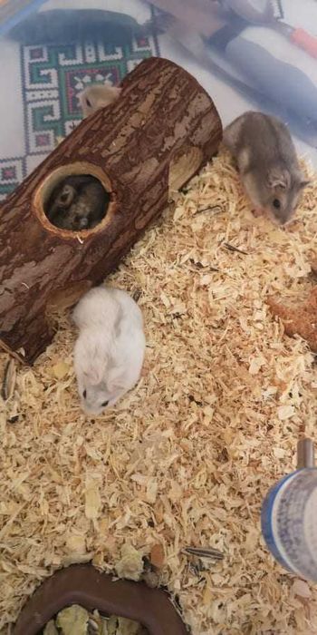 Donez Hamsteri Siberieni