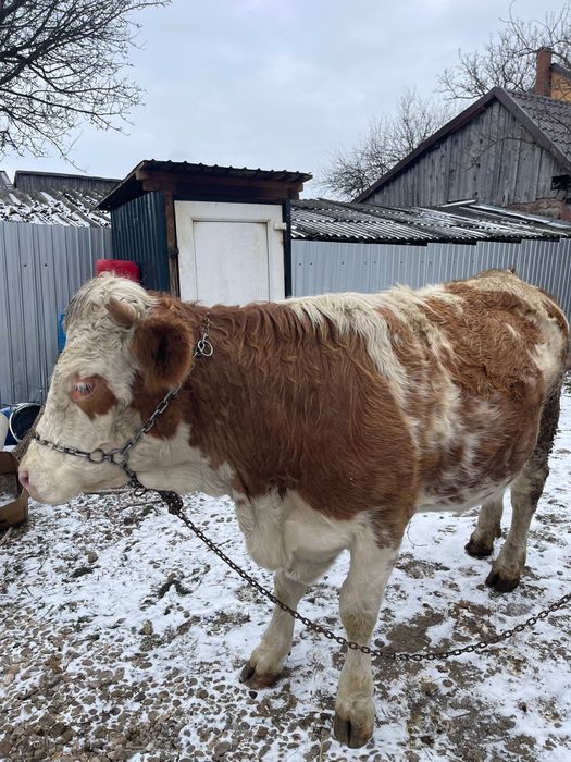 Vând jurincă bălțată romanescă