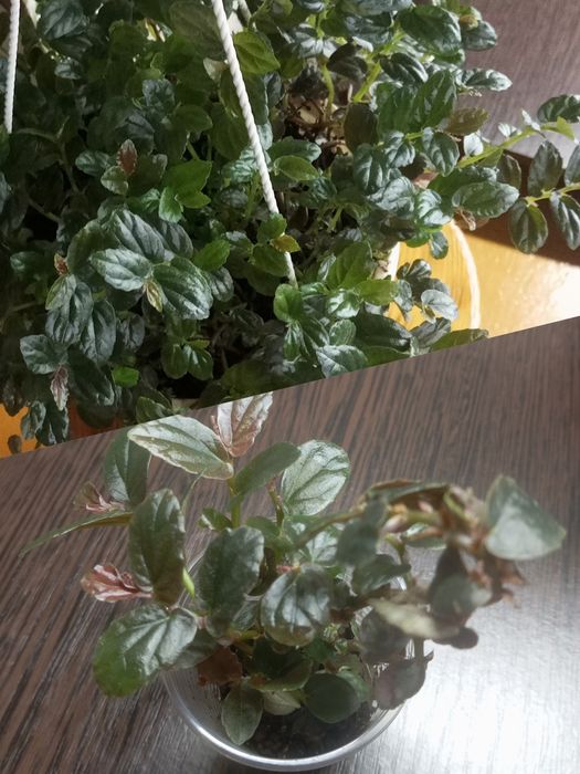 Комнатные растения