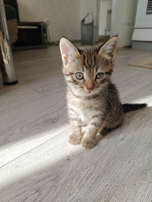 Котята бесплатно