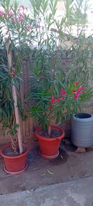 Lendri superbi maturi