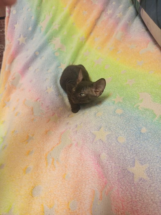 Самые милые котята
