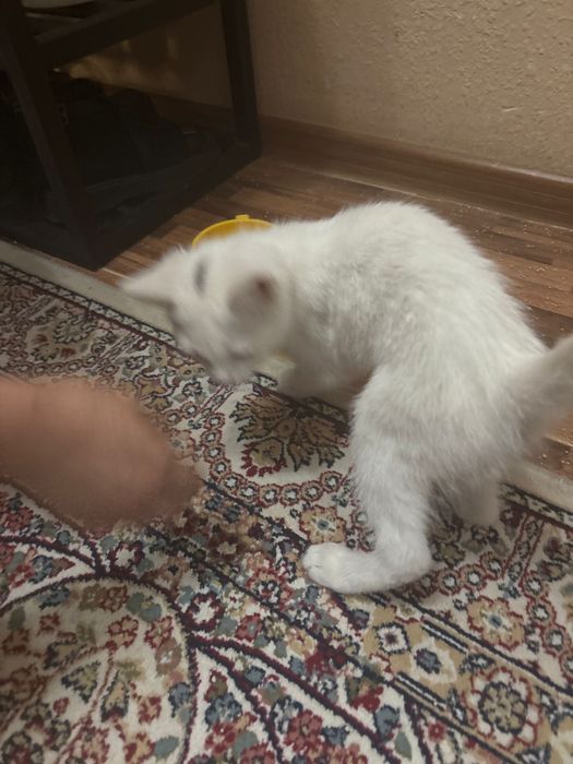 Отдам кошку даром