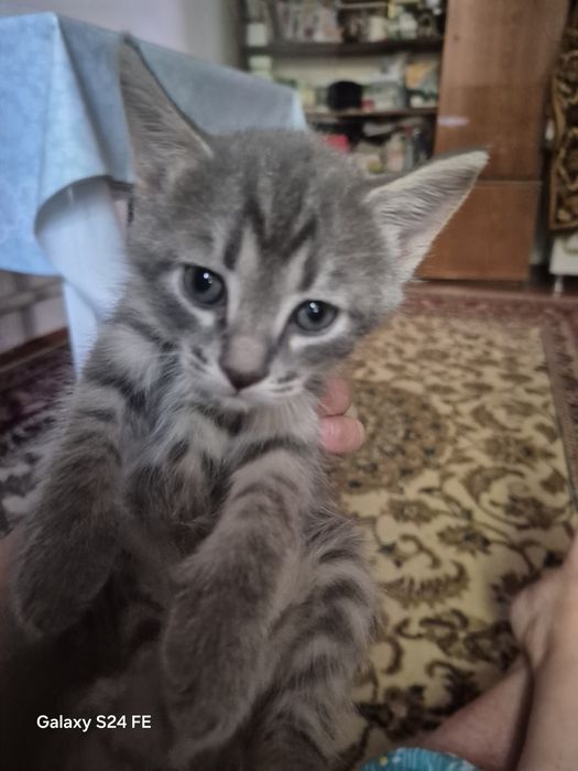 Продам котенка 1
