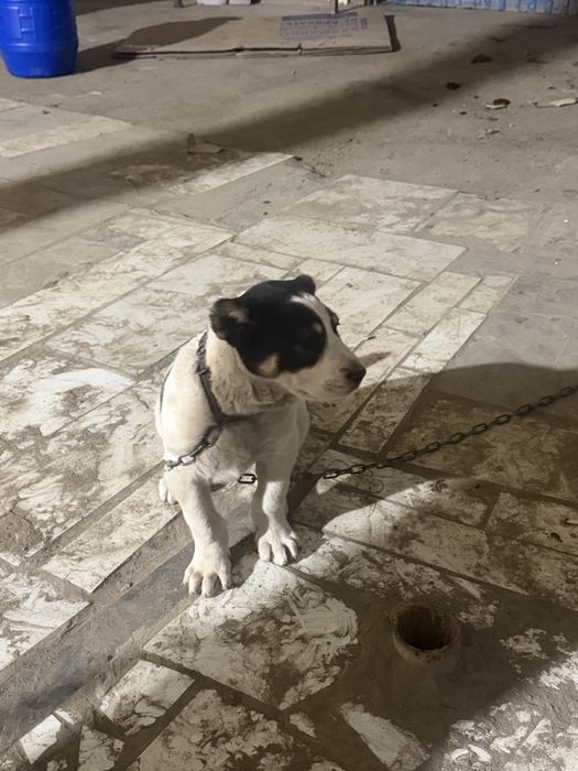 Продам шенка алабая