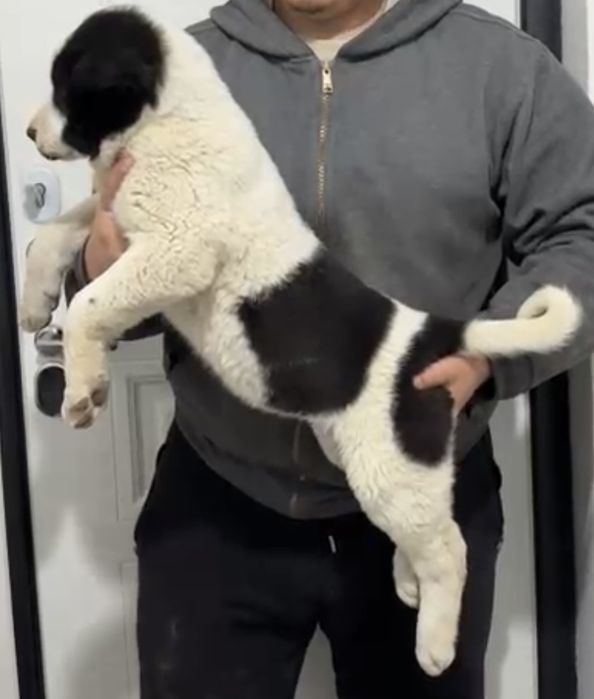 Щенки САО, Тобет, Алабай!