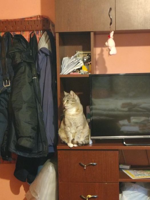 Dau spre adopție pisică castrată