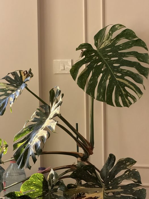 Monstera  Thai Constelation