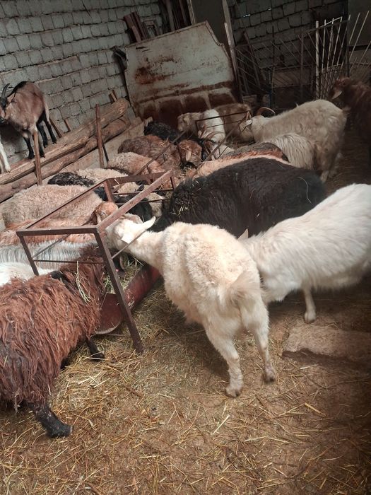 Серкелер ешкилер