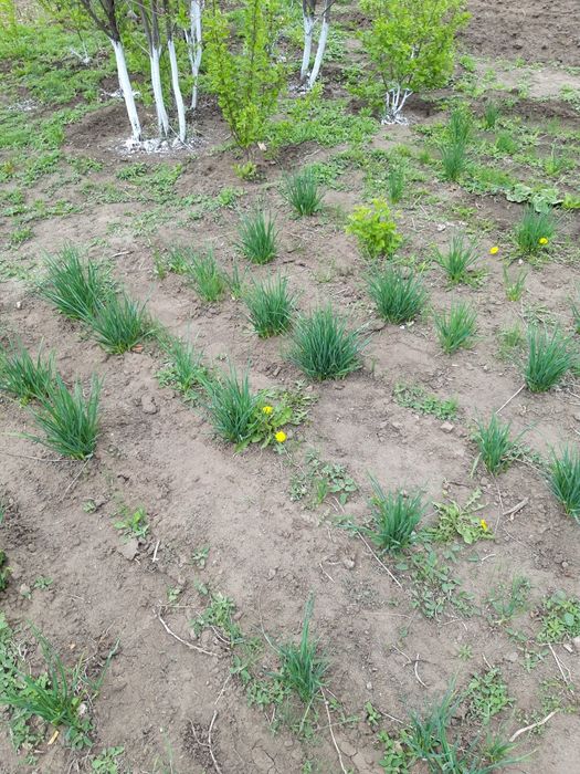 Продам дачу 10 сот