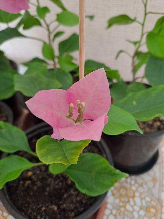 Продам комнатные цветы