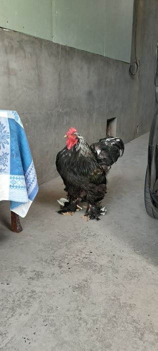 Sotiladi qora shaxzoda damashniy