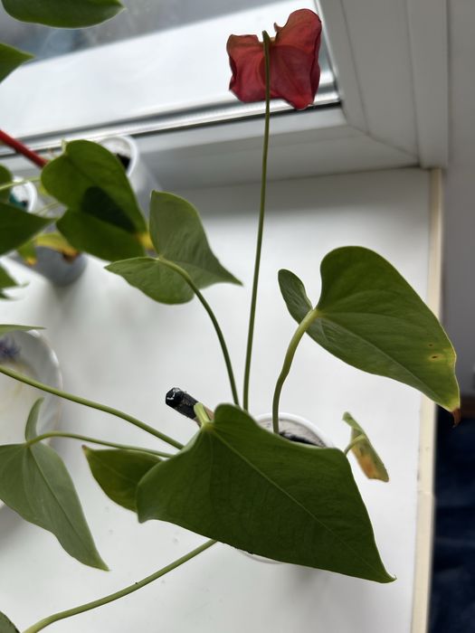 Продам комнатные цветы