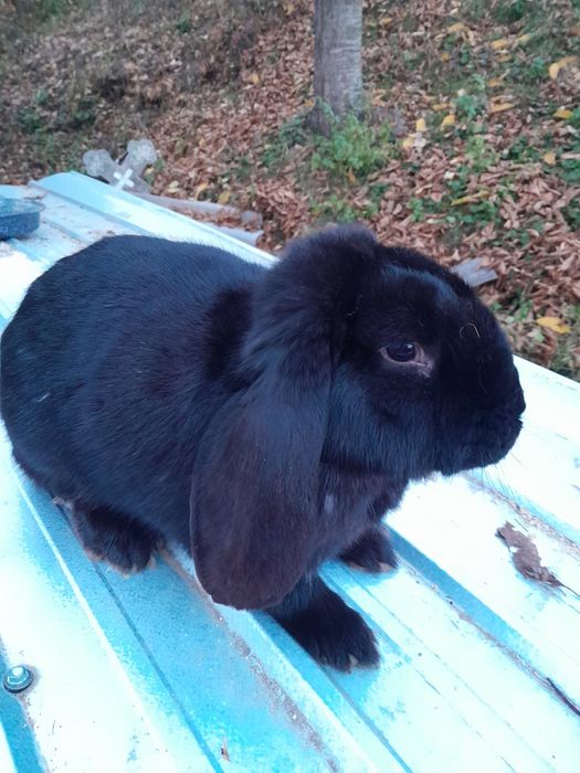 Vând femelă berbec german