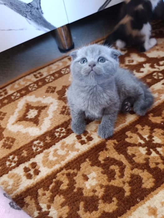 Mushukchalar sotiladi