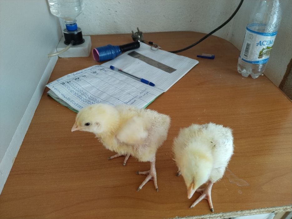 Продам цыплят бройлера недельные