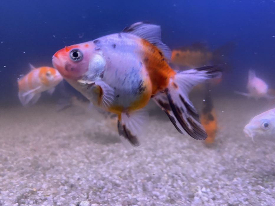 Продаются золотые рыбки