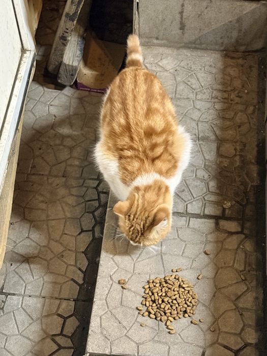 Кот в ответственные руки