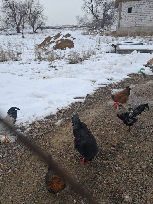 Продам молодых петухов