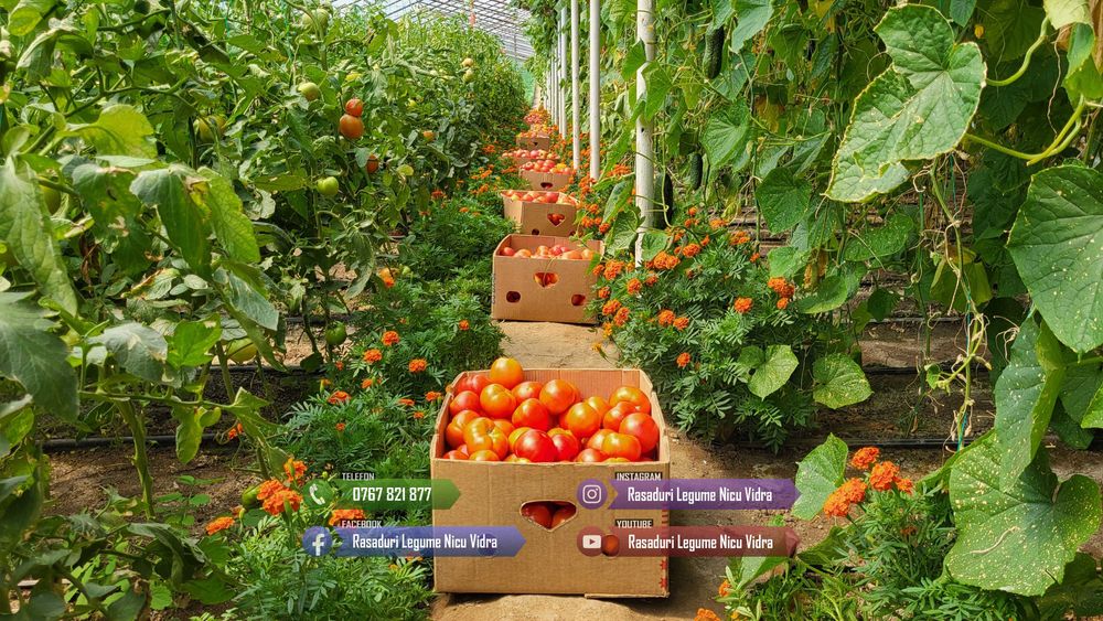 Rasad de rosii / Rasaduri rosii, vinete, ardei, alte rasaduri legume