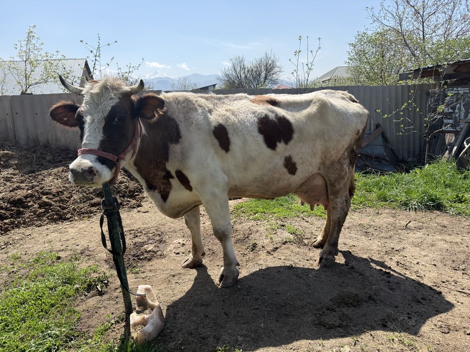 Симментальская порода корова