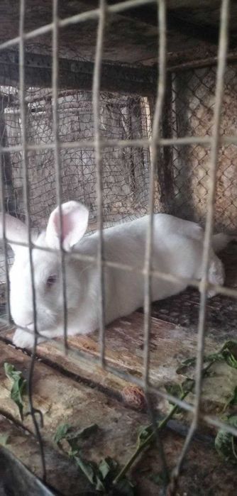 Yuvvosh quyonlar sotiladi