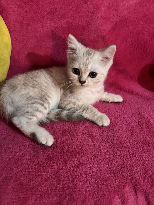 British shorthair