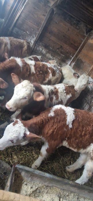 Vând vitei înțărcați