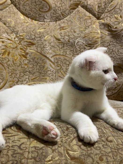 Кот для вязки в Ташкенте