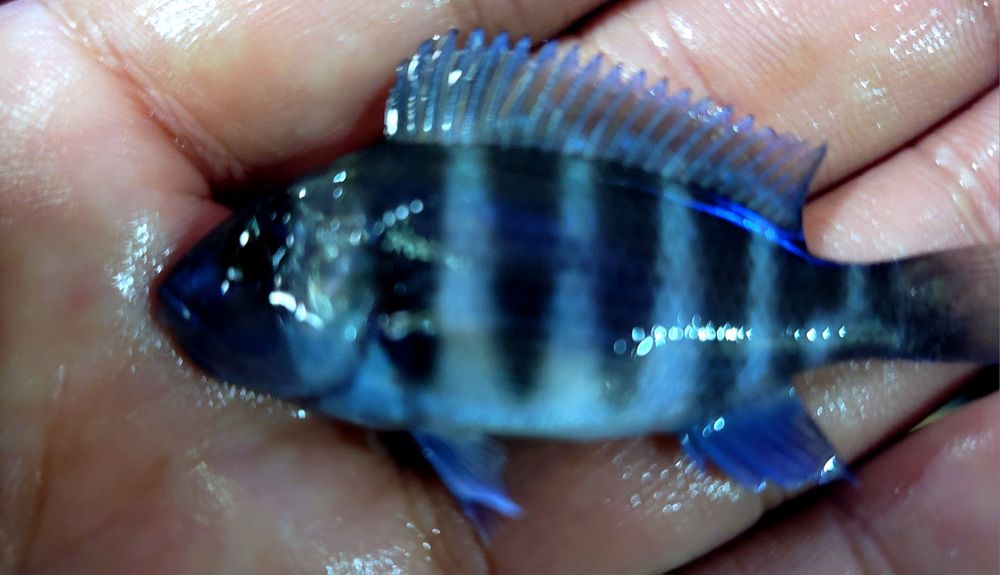 Продам мальков Cyphotilapia Frontoza Nort blue.
