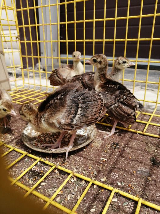 Павлины Индийские и Белые пары