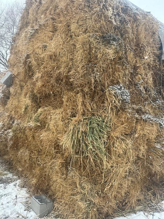 Продается сено 800тг торг есть