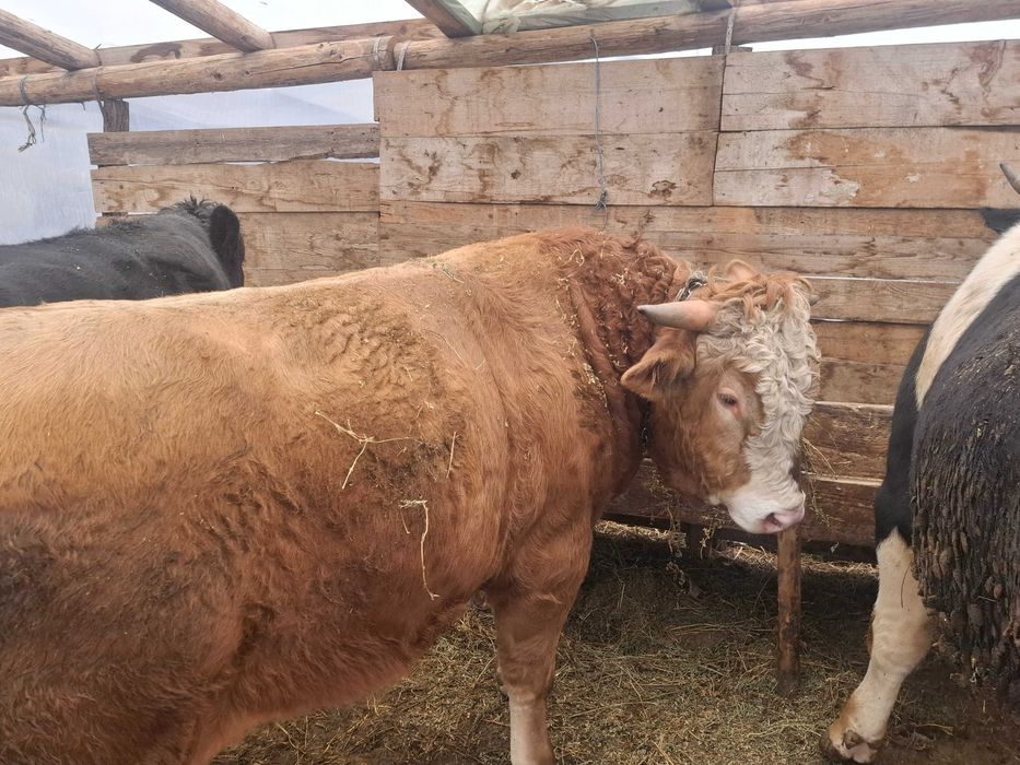 Vand tauri de rasa Galati • OLX.ro