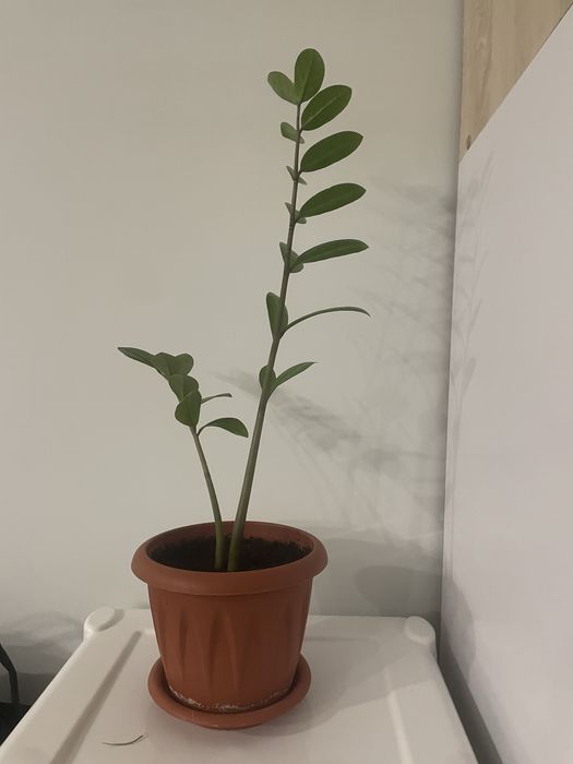 Замиокулькас растение