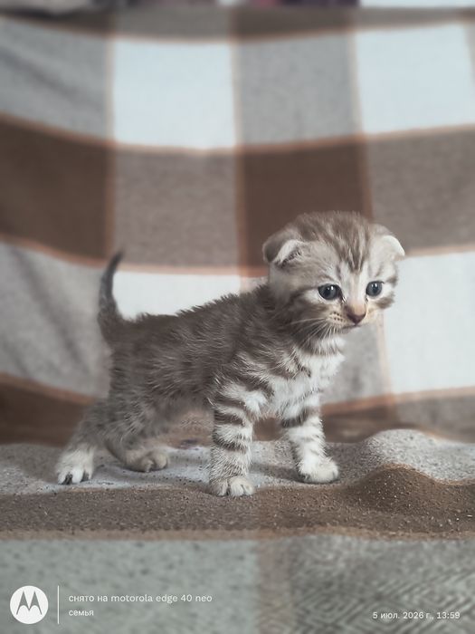 Продам шотландских котят