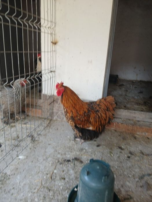 Vănd cocoș orpington