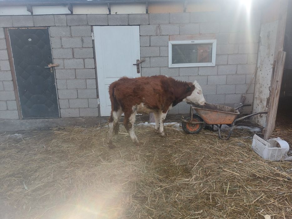 Акбас ургашы сатылады