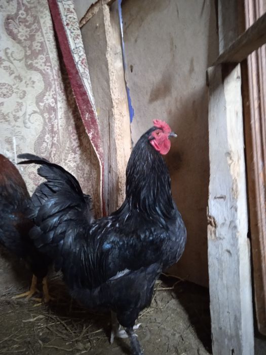 Жас атештер сатылады