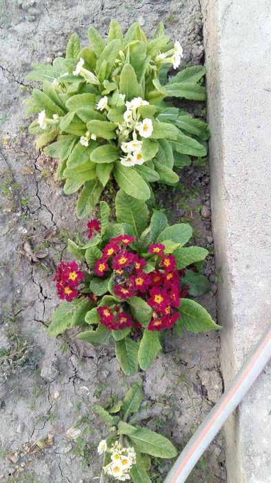 Продам саженцы примулы