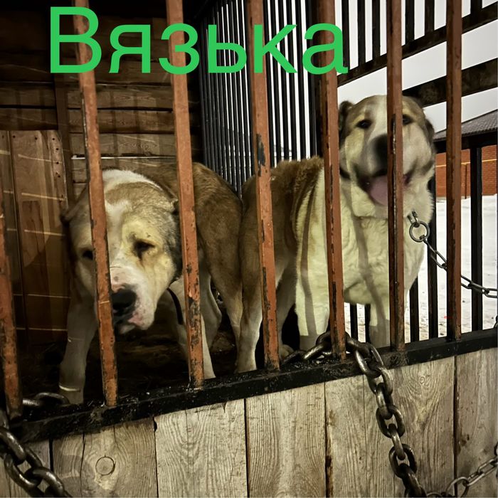 Продается щенки чемпионский линий