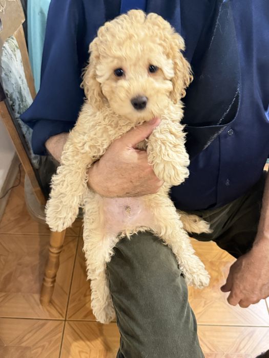 Щенок пуделя  . 2,5 месяцев . 150000