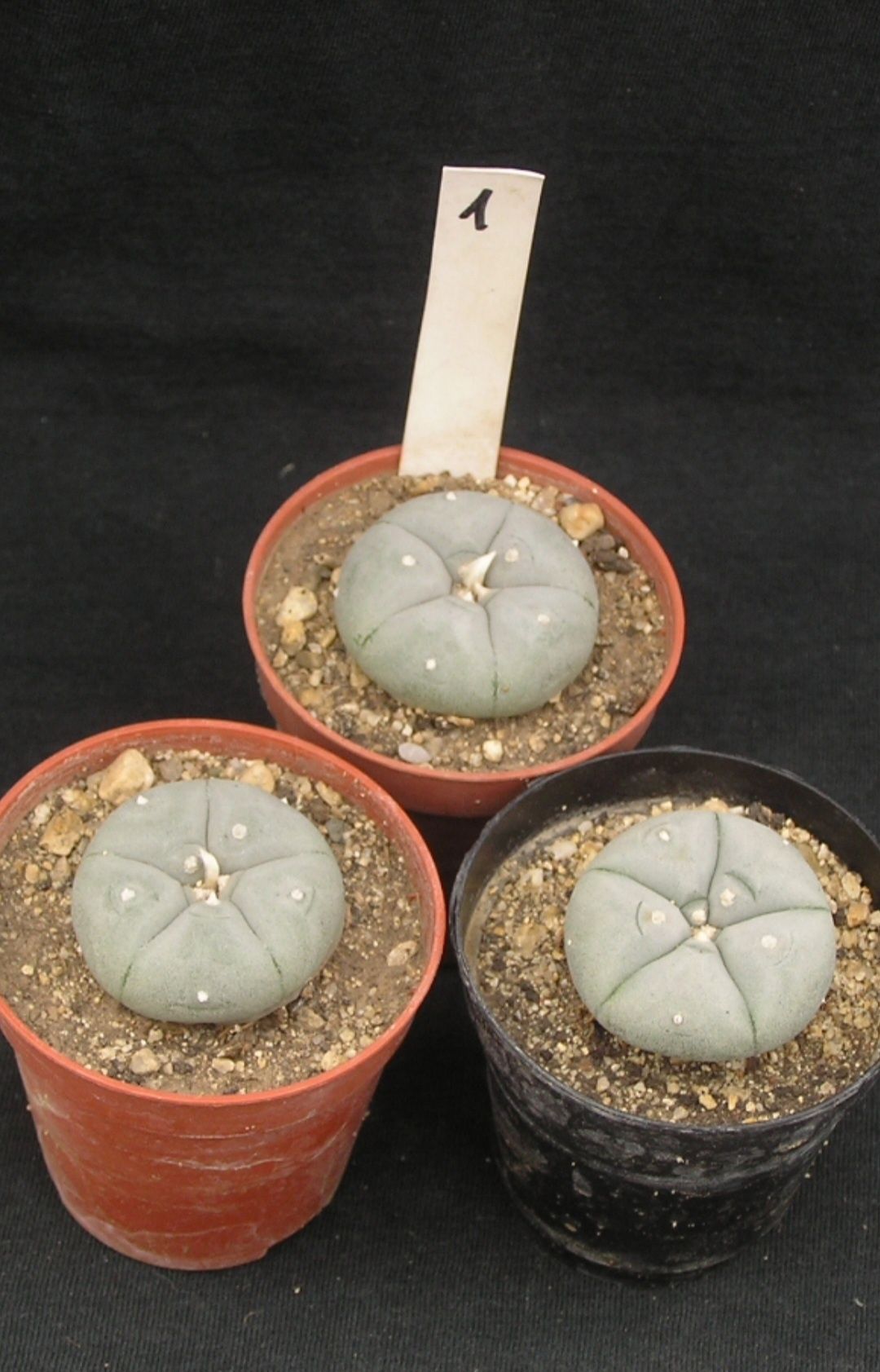 Кактус Пейот (Lophophora williamsii) гр. София Оборище • OLX.bg