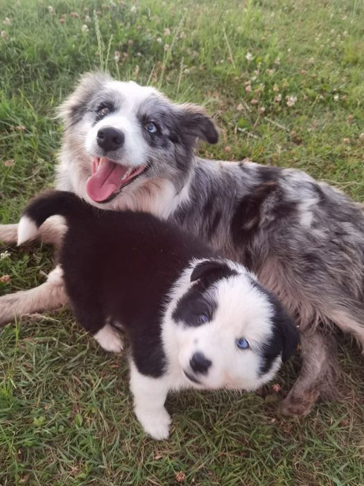 Pui Border Collie