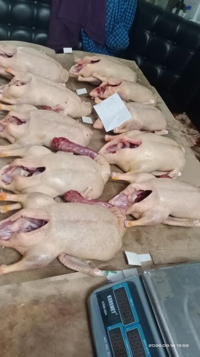 Индоутки. Тушки домашних Индоуток.