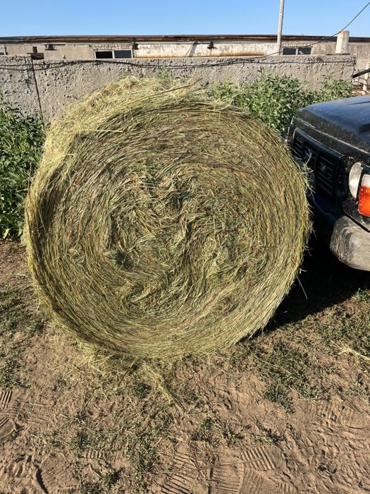 Продам сено луговое